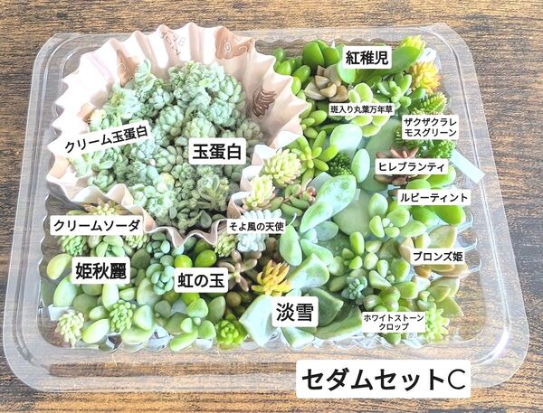 多肉植物 カット苗 セダムセットC
