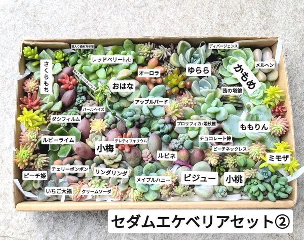 多肉植物 カット苗 セダムエケベリアセット②