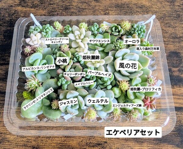 多肉植物 カット苗 エケベリアセット