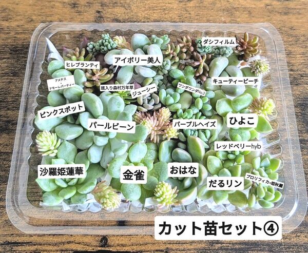 多肉植物 カット苗セット4