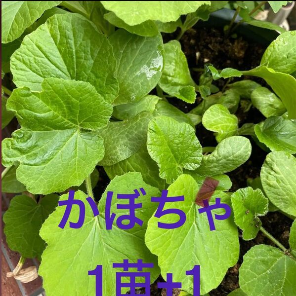 栗かぼちゃ苗 1苗+1 抜き苗 無農薬