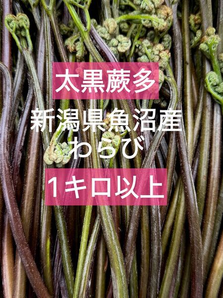 新潟県魚沼産 太黒蕨多! 採れたて!わらび 1キロ以上