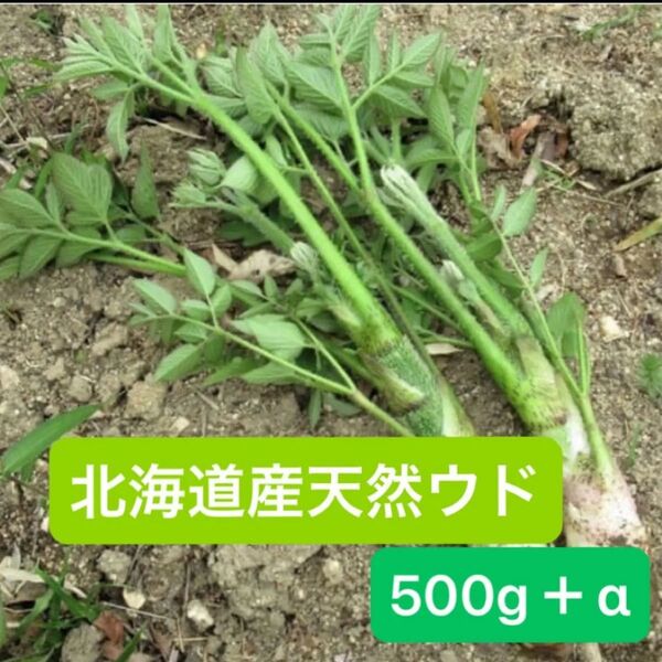 北海道産 天然 ウド 500g+α 新鮮
