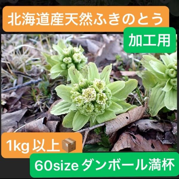 北海道産 天然 ふきのとう 花咲き 1kg以上 加工用 採れたて