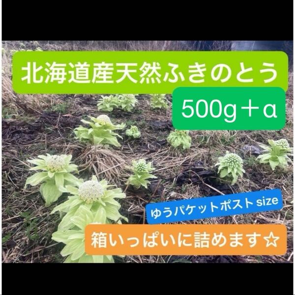 北海道産 天然 ふきのとう 500g以上 加工用 採れたて 山菜