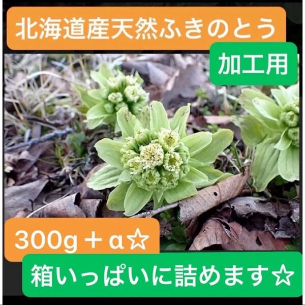 北海道産 天然 ふきのとう 300g以上 加工用 採れたて