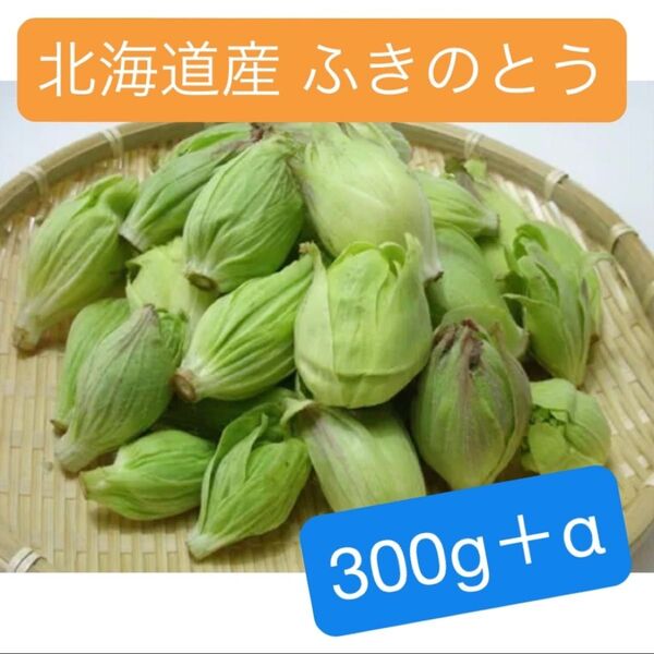 つぼみ最終 北海道産 天然ふきのとう 300g+α