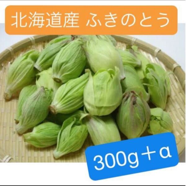 つぼみ最終 北海道産 天然ふきのとう 300g+α