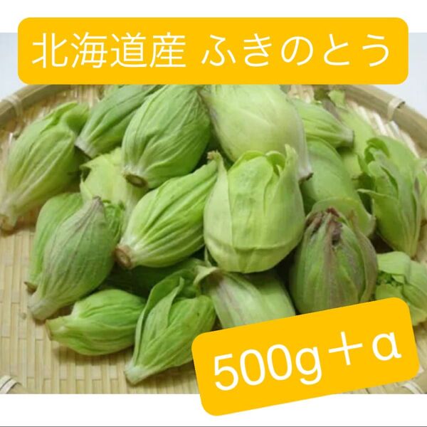 残り僅か 北海道産 天然 ふきのとう 500g+α