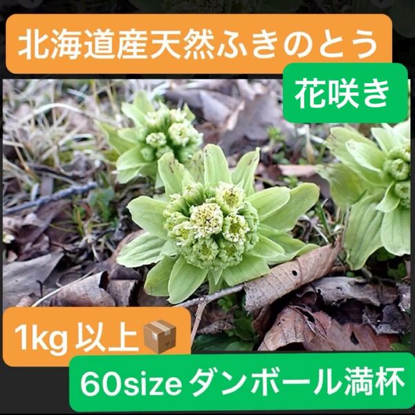 北海道産 天然 ふきのとう 花咲き 1kg以上 加工用 採れたて