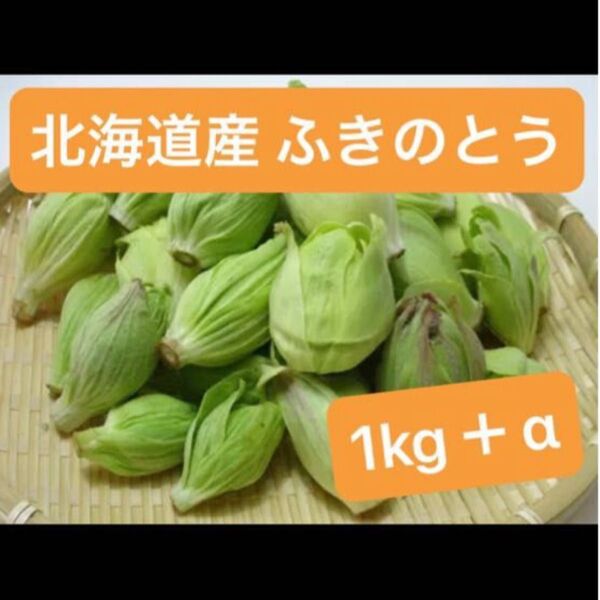 つぼみ残り僅か 北海道産 天然 ふきのとう 1kg+α