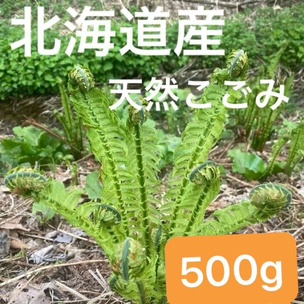 北海道産 天然こごみ 500g 山菜