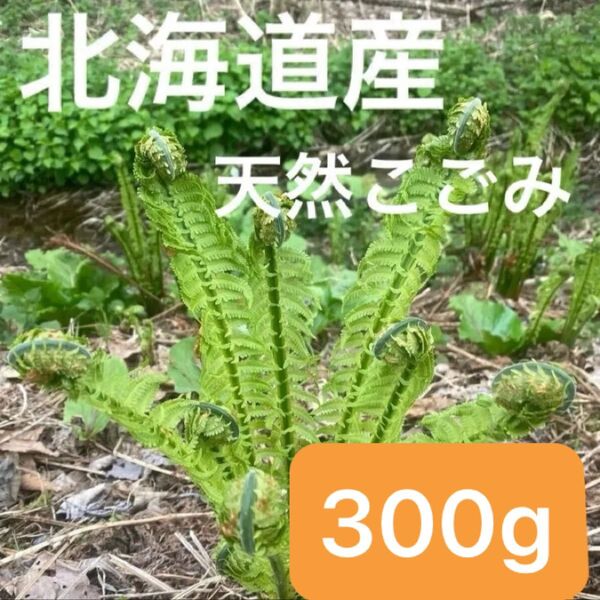 北海道産 天然こごみ 300g☆