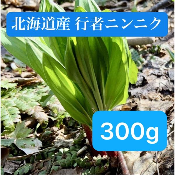 北海道産 天然 行者ニンニク 採れたて アイヌネギ 300g