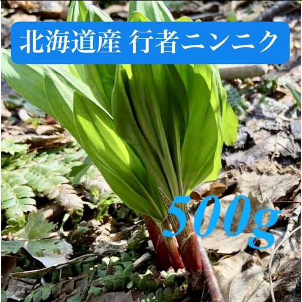 北海道産 天然 行者ニンニク 採れたて アイヌネギ 500g