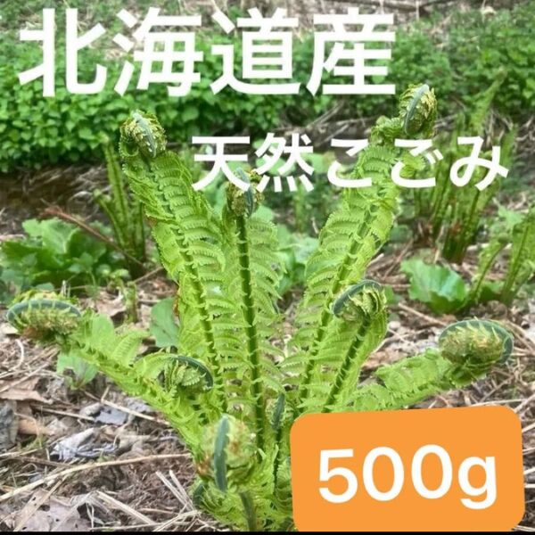 北海道産 天然こごみ 500g☆