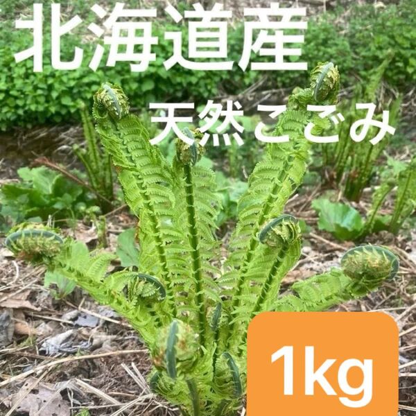 北海道産 天然こごみ 1kg☆