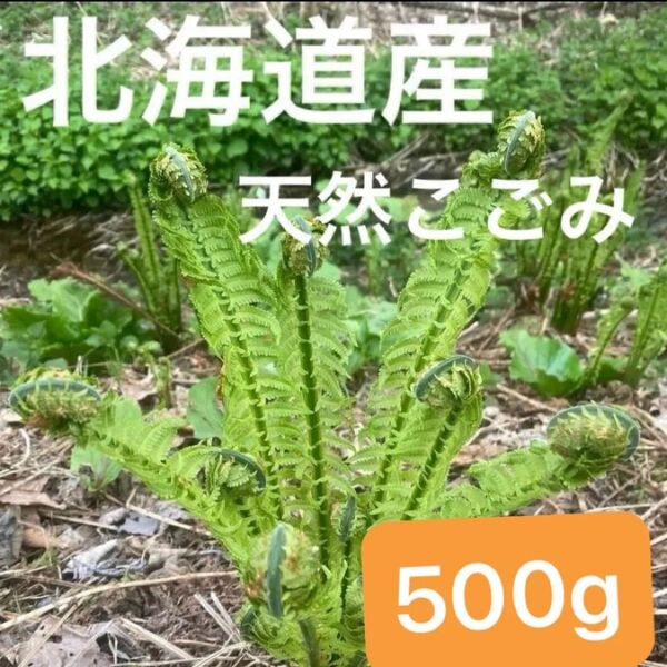 北海道産 天然こごみ 500g☆