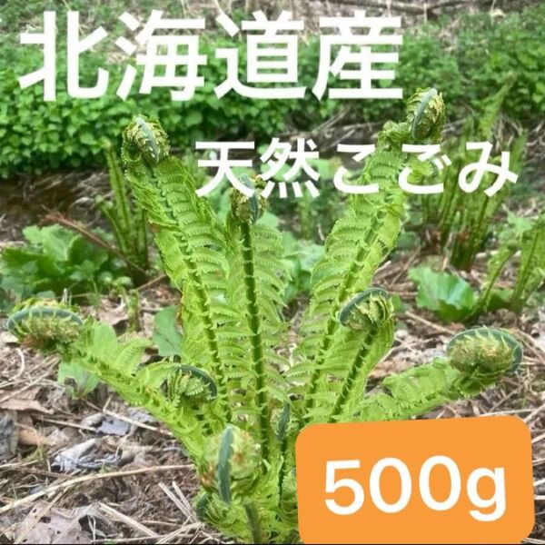 北海道産 天然こごみ 500g☆ クサソテツ 春のめぐみ