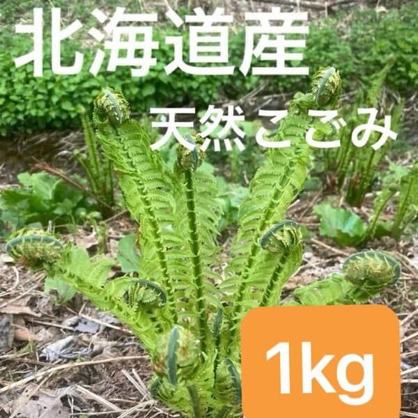 北海道産 天然こごみ 1kg☆ クサソテツ
