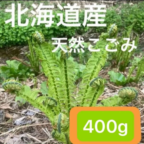 北海道産 天然こごみ 400g☆