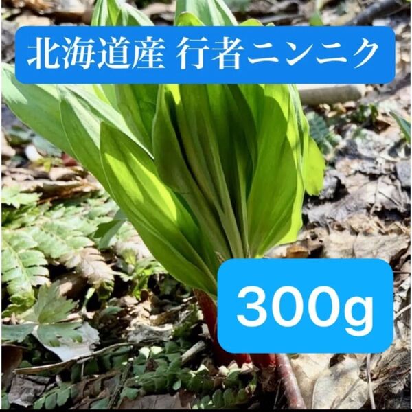 北海道産 天然 行者ニンニク 採れたて アイヌネギ 300g