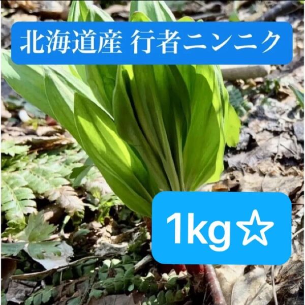 最終☆ 北海道産 天然 行者ニンニク 採れたて アイヌネギ 1kg+α☆