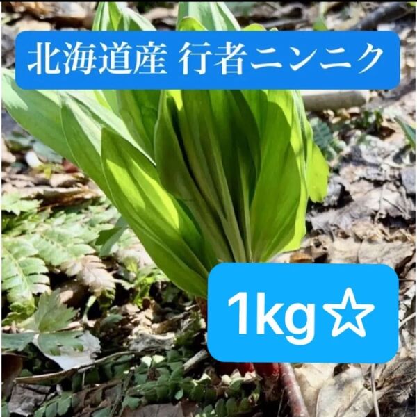 残りわずか 北海道産 天然 行者ニンニク 採れたて アイヌネギ 1kg+α☆
