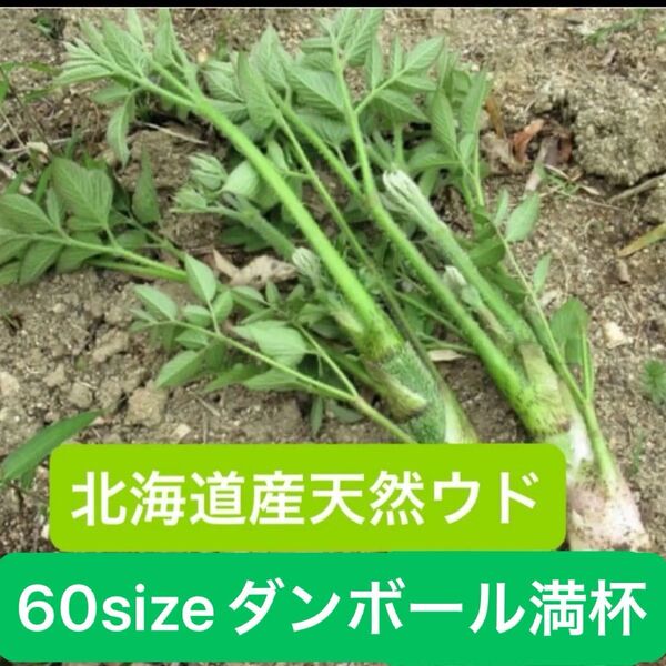 北海道産 天然 ウド 60sizeダンボールいっぱい 新鮮