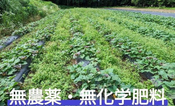 安納芋苗(紅) 10本+1本 無農薬 農家直送 鹿児島産