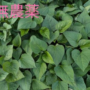 希少安納芋苗(黄金) 10本+1本 無農薬 農業直送 鹿児島産