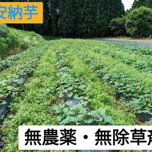 安納芋苗(紅) 10本+1本 無農薬 農家直送 鹿児島産