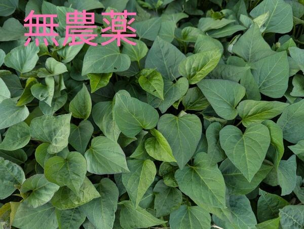 希少安納芋苗(黄金) 10本+1本 無農薬 農家直送 鹿児島産