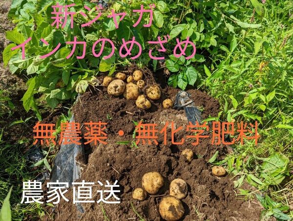 新じゃが インカのめざめ 1.2キロ 無農薬 農家直送 鹿児島産