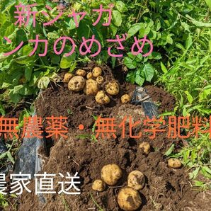 新じゃが インカのめざめ 3キロ 無農薬 農家直送 鹿児島産