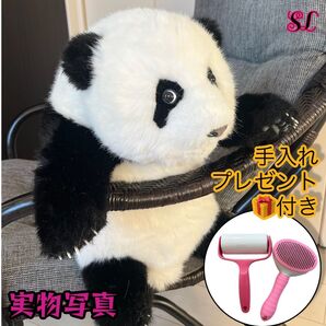 ゴールデンセール パンダのぬいぐるみ ホコリ取り&ブラシ付き リアルで癒される!5ヶ月齢の赤ちゃんパンダ 33% off