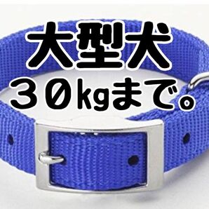 ワンコイン送料無料!大型犬用Lサイズ30kgまで●シンプル首輪カラー 青