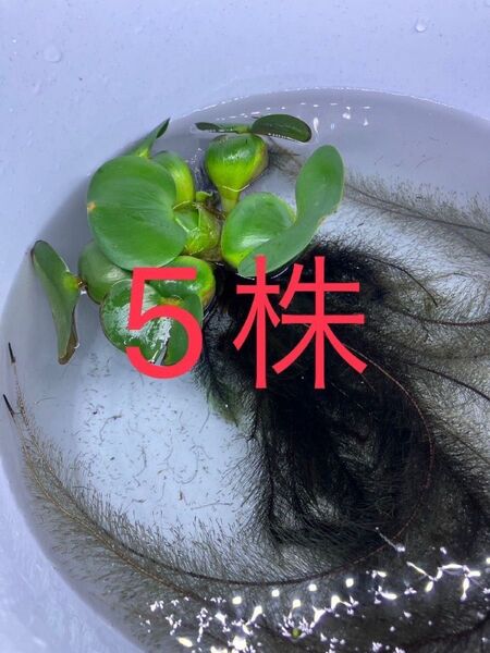 ☆ 水草 ☆ ホテイアオイ 5株 ホテイアオイ草 水上葉 水草 アクアリウム 水槽 ※写真はイメージです。