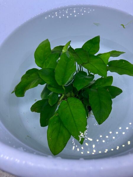☆ 水草 ☆ アヌビアスナナ Lサイズ 4pot 水草 アクアリウム 水槽 1 熱帯魚