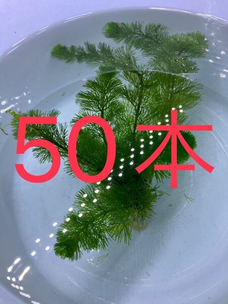 ☆ 水草 ☆ カボンバ 50本・・・・・・・・・・・・・・・・水草 アクアリウム 水槽 カボンバ 無農薬 テラリウム素材 鉛