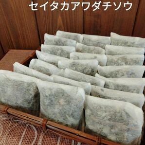 セイタカアワダチソウ入浴剤