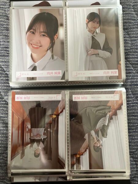 櫻坂46 向井純葉 本質的なこと 生写真 コンプ