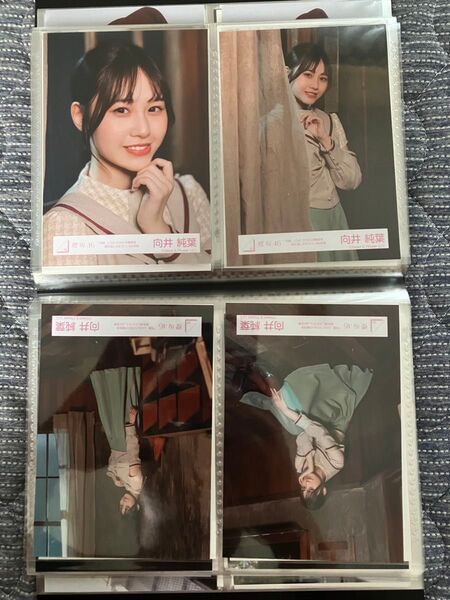 櫻坂46 向井純葉 何ラブ生写真 コンプ