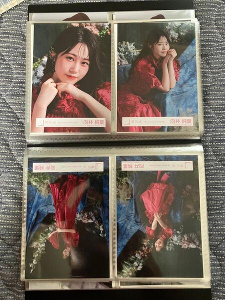 櫻坂46 向井純葉 愛し合いなさい 生写真 コンプ