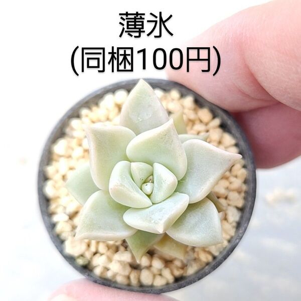 多肉植物 薄氷 同梱100円赤ちゃん根付き苗