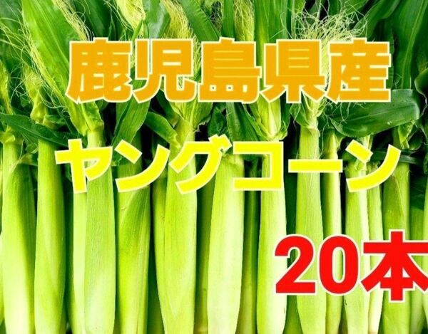 おすすめ期間限定終了間近!【鹿児島県産】旬の皮付きヤングコーン20本