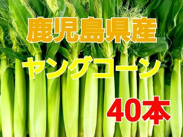 おすすめ期間限定終了間近!【鹿児島県産】旬の皮付きヤングコーン40本