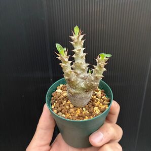 パキポディウム ウィンゾリー