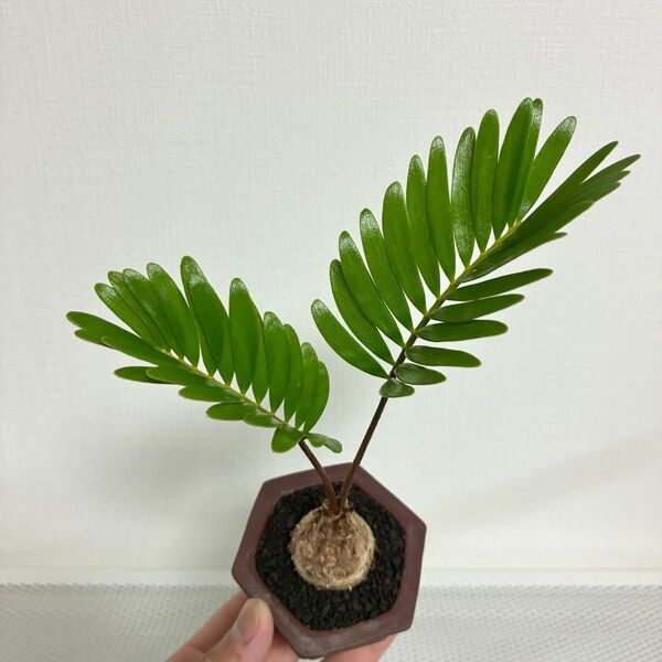 ザミア フロリダーナ 陶器鉢