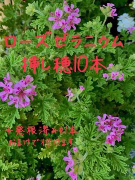 無農薬ローズゼラニウム 挿し穂10本 発根済み1本おまけ付き